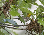 Black throated Green Warbler 6414